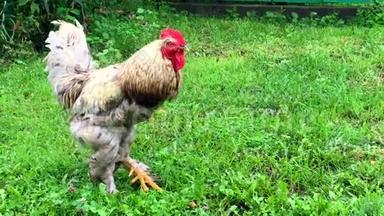 在传统的农村谷仓上，鸟公<strong>鸡</strong>在绿草中寻找食物。